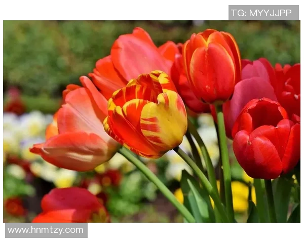 上海攀岩队快攻策略分析及其在比赛中的成败得失探讨